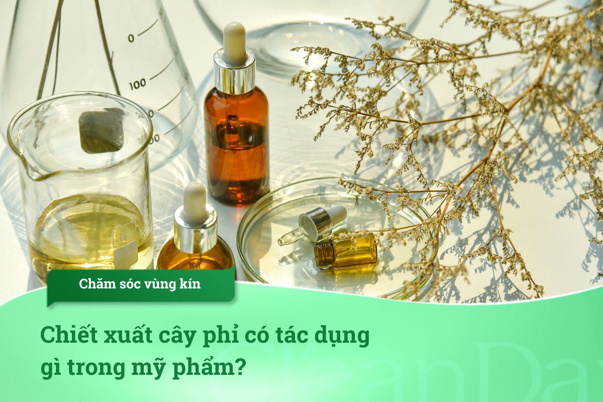 Chiết xuất Cây phỉ / Witch Hazel Extract